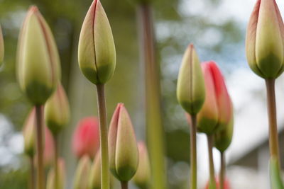 Close-up of tulip buds