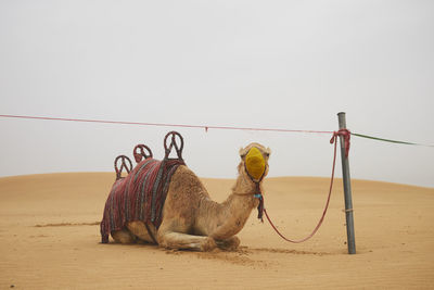 Camel on sand against clear sky