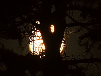 Silhouette trees against sky during sunset