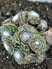 Close-up of succulent plant on field