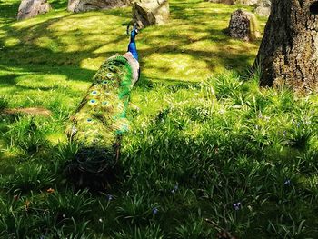 High angle view of a bird on field