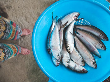 High angle view of fish in blue container