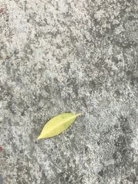 High angle view of yellow leaf on rock