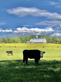 Horses in a field