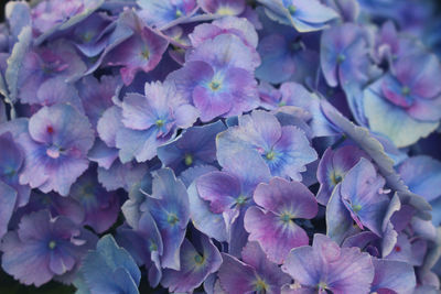 Close-up of purple flowering plants