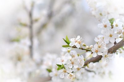 Close-up of white flowers blooming in field