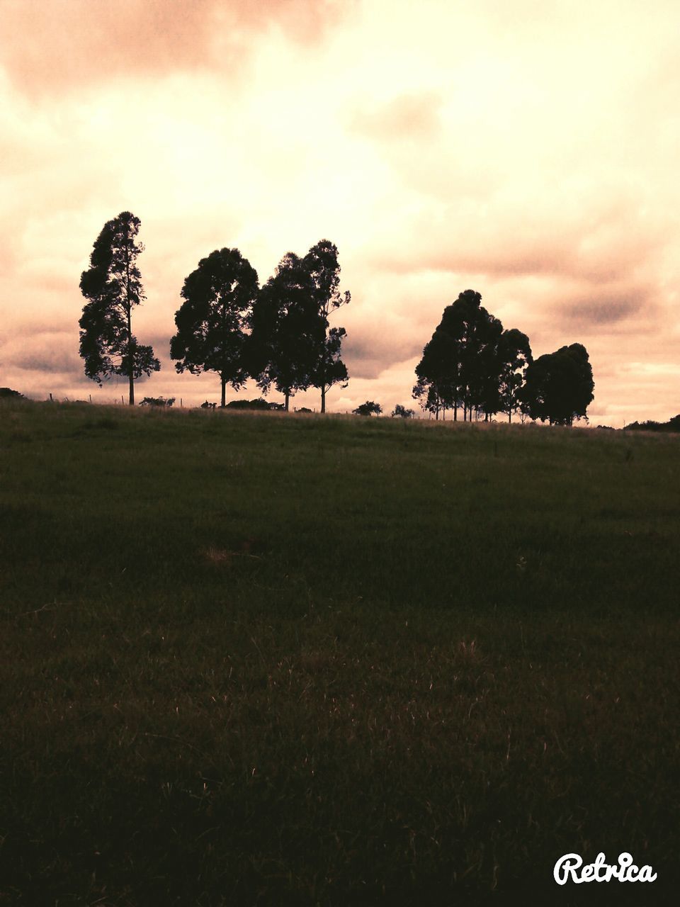 TREES ON GRASSY FIELD AGAINST CLOUDY SKY