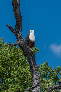 African fish eagle perching on branch