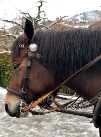 Horse standing on field against sky