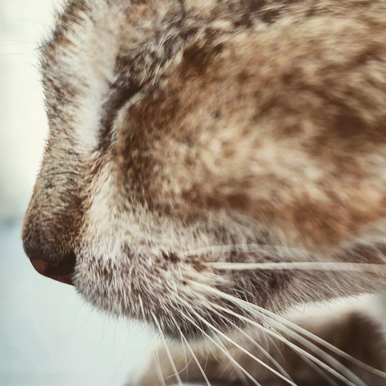 CLOSE-UP OF TABBY CAT