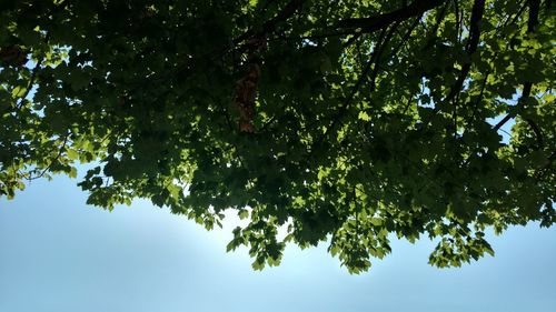 Low angle view of tree against clear blue sky