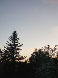 Low angle view of silhouette pine trees against sky during sunset