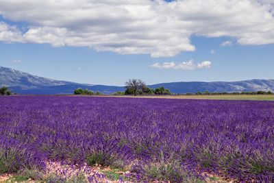 Purple flowers growing on field against cloudy sky