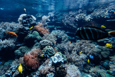 Fish swimming in sea