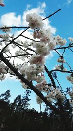 Low angle view of blossom tree against sky