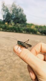 Close-up of butterfly on hand