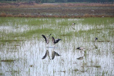 View of birds in lake