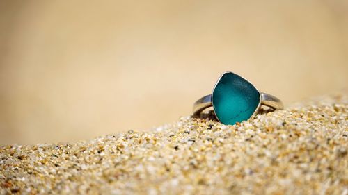 Close-up of crab on sand at beach