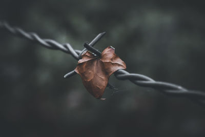 Close-up leaf stuck in barbed wire.