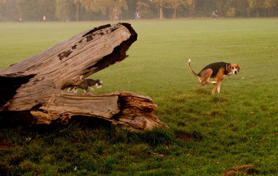 Dogs on green meadow near broken tree trunk