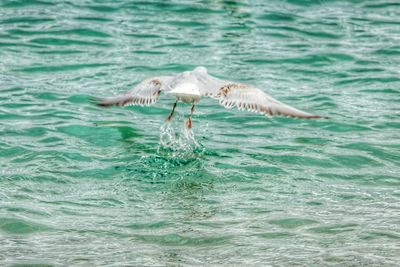 Swan swimming in water