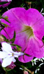 Close-up of pink flower