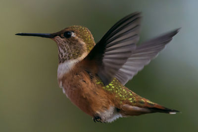 Close-up of a bird flying