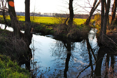 Reflection of trees in lake