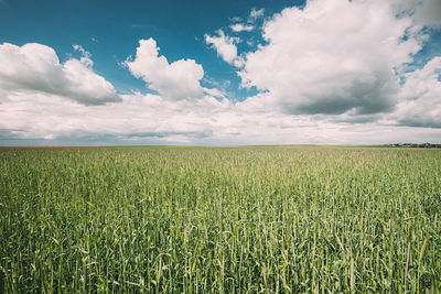 Scenic view of agricultural field against sky