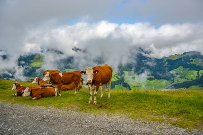 Cows on field against sky