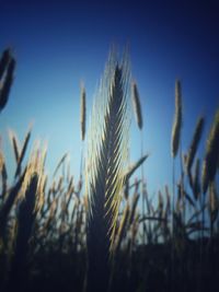 Close-up of plants against blue sky