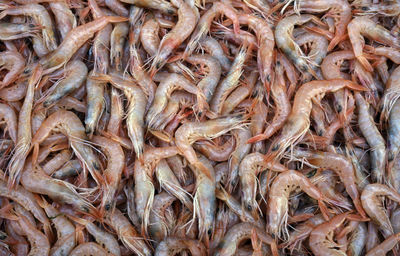 Full frame shot of prawns