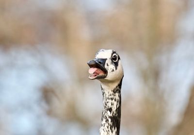 Close-up of a bird looking away