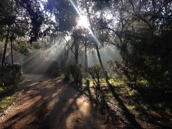 Sunlight streaming through trees in forest