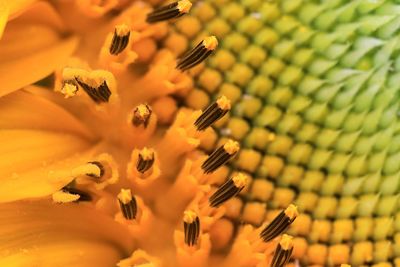 Close-up of sunflower