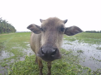 High angle view of deer on field