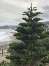 Palm tree by sea against sky