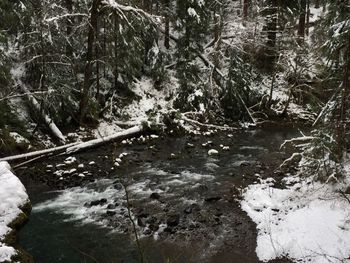 River in forest