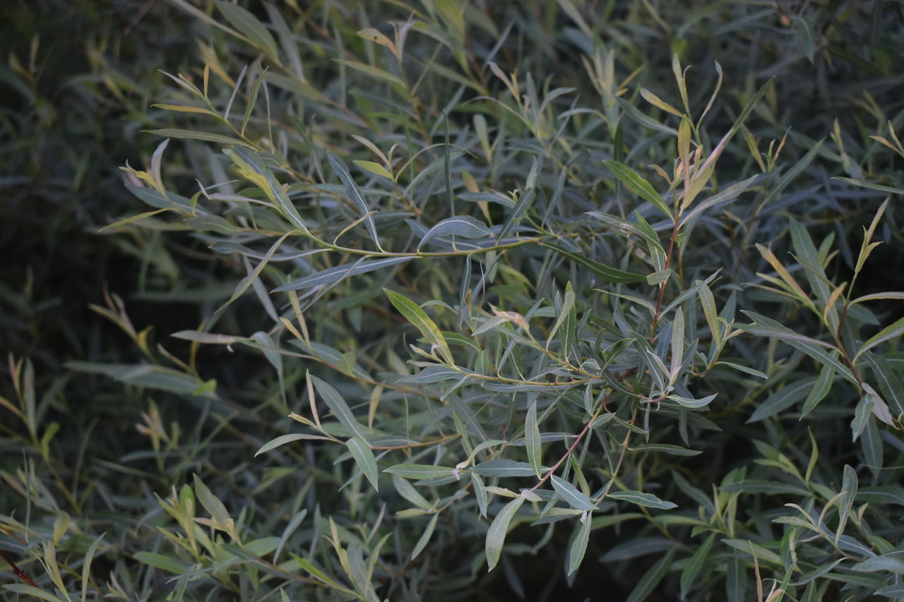 FULL FRAME SHOT OF FRESH GREEN PLANTS