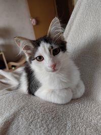 pet