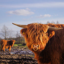 Bull standing in a field