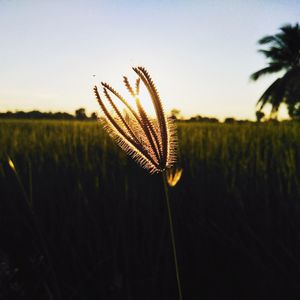 Close-up of plants in field against sky