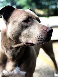 Close-up of a dog looking away