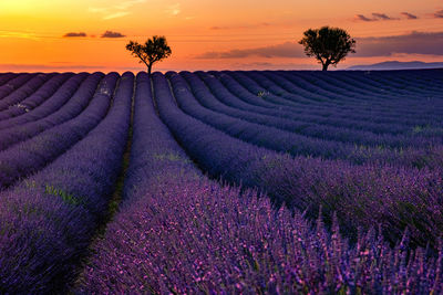 Scenic view of field against sky during sunset