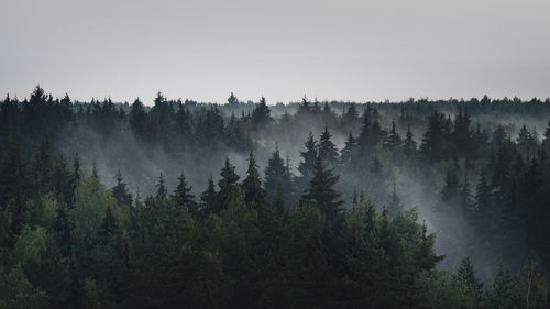 Panoramic view of forest against sky