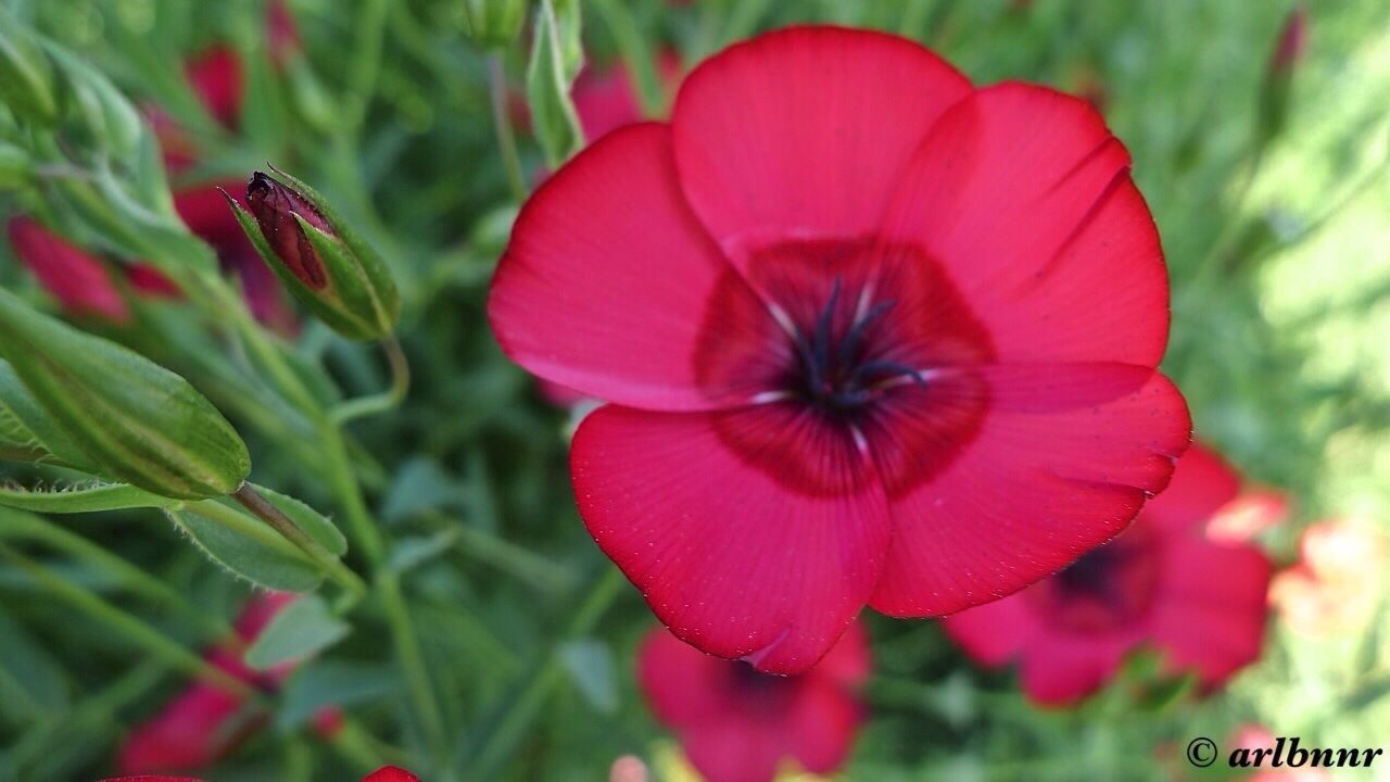 flower, petal, freshness, flower head, fragility, growth, beauty in nature, focus on foreground, close-up, blooming, pink color, nature, plant, red, pollen, in bloom, single flower, stamen, day, park - man made space