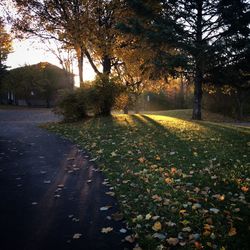 Empty road in forest