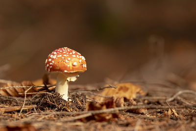 Close-up of mushroom on field