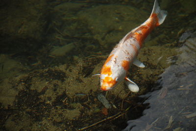 High angle view of fish swimming in sea