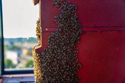 Close-up of bee